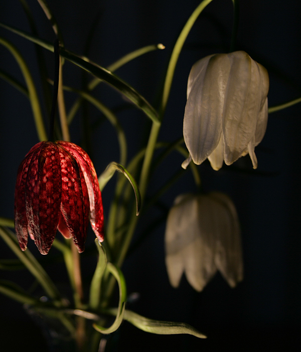 photo "***" tags: nature, flowers