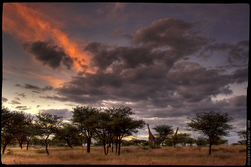 фото "Закат в саванне" метки: пейзаж, путешествия, Африка
