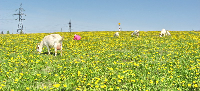 photo "***" tags: landscape, nature, pets/farm animals, spring