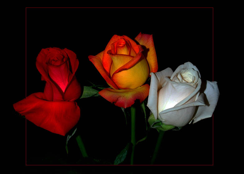 фото "Rose" метки: природа, цветы