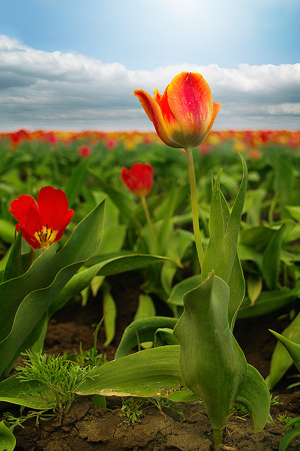 photo "Higher than all others" tags: landscape, spring