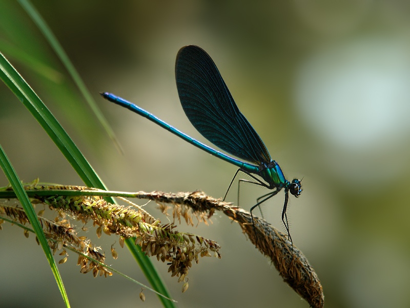 photo "***" tags: macro and close-up, 