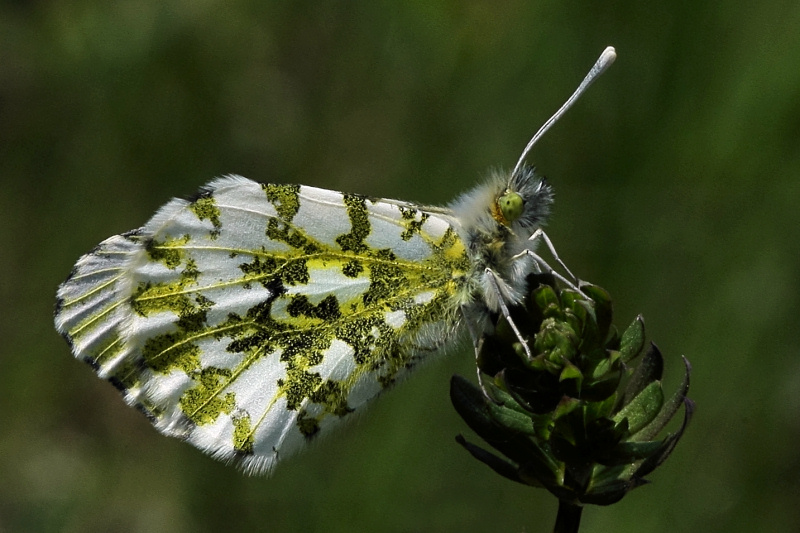 photo "Anthocharis cardamines" tags: nature, insect