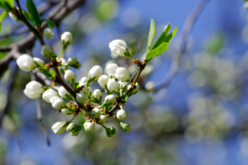 photo "***" tags: nature, flowers