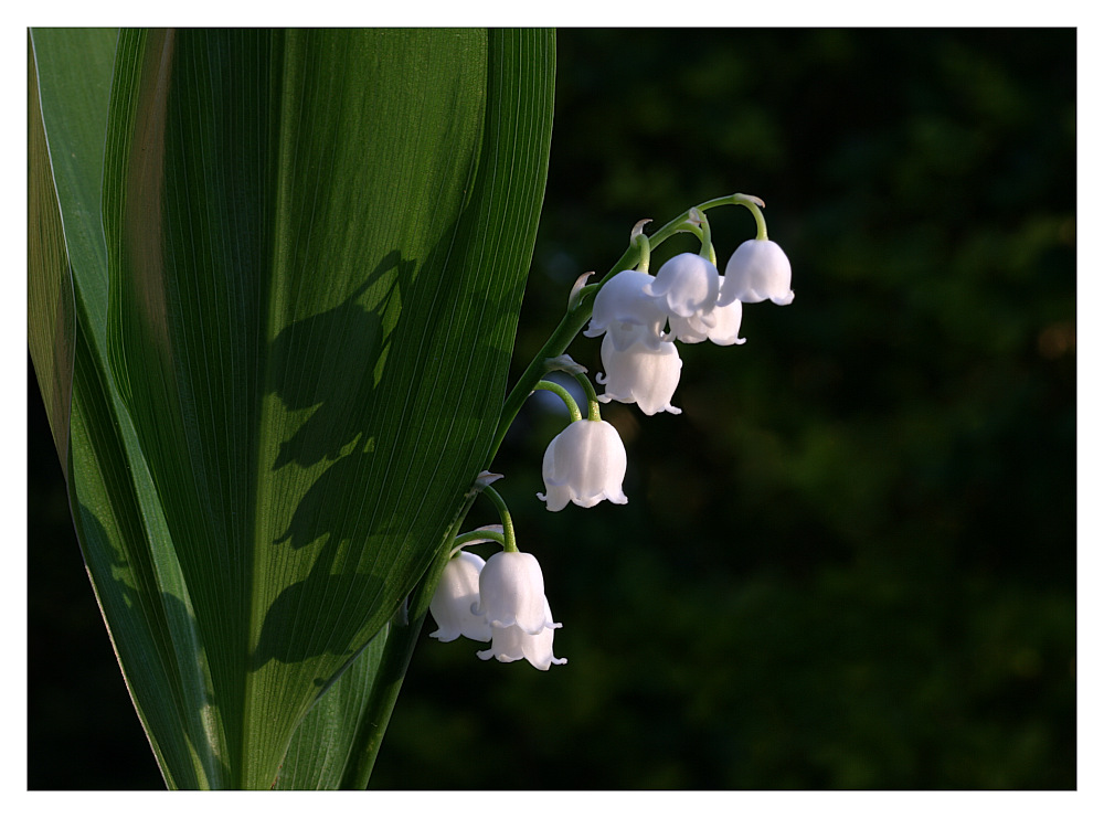 photo "Convallaria majalis" tags: , 