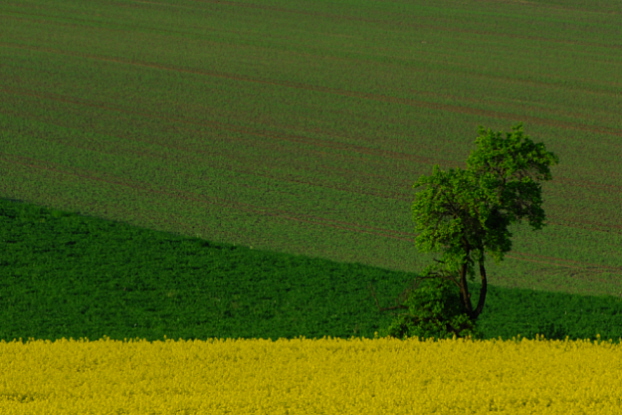 photo "solitaire" tags: landscape, spring