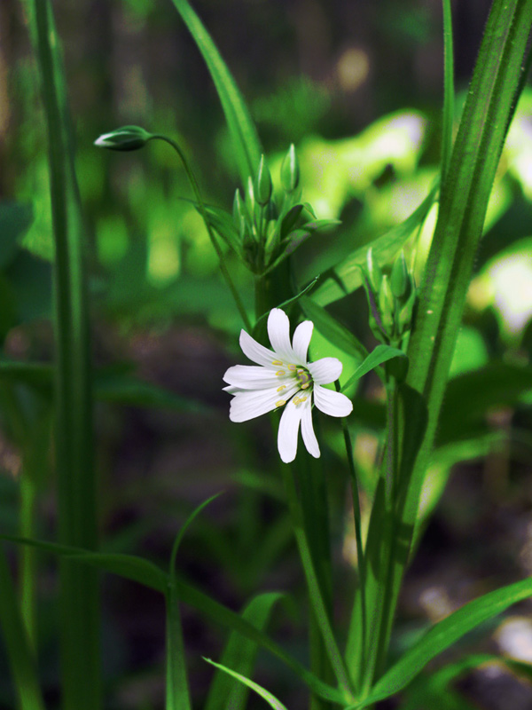 photo "***" tags: nature, flowers