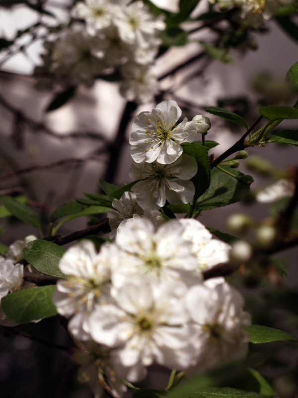 photo "***" tags: nature, flowers