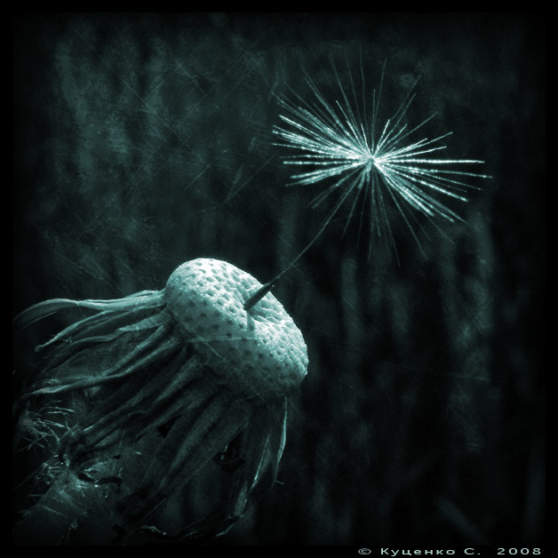 фото "One" метки: природа, черно-белые, цветы