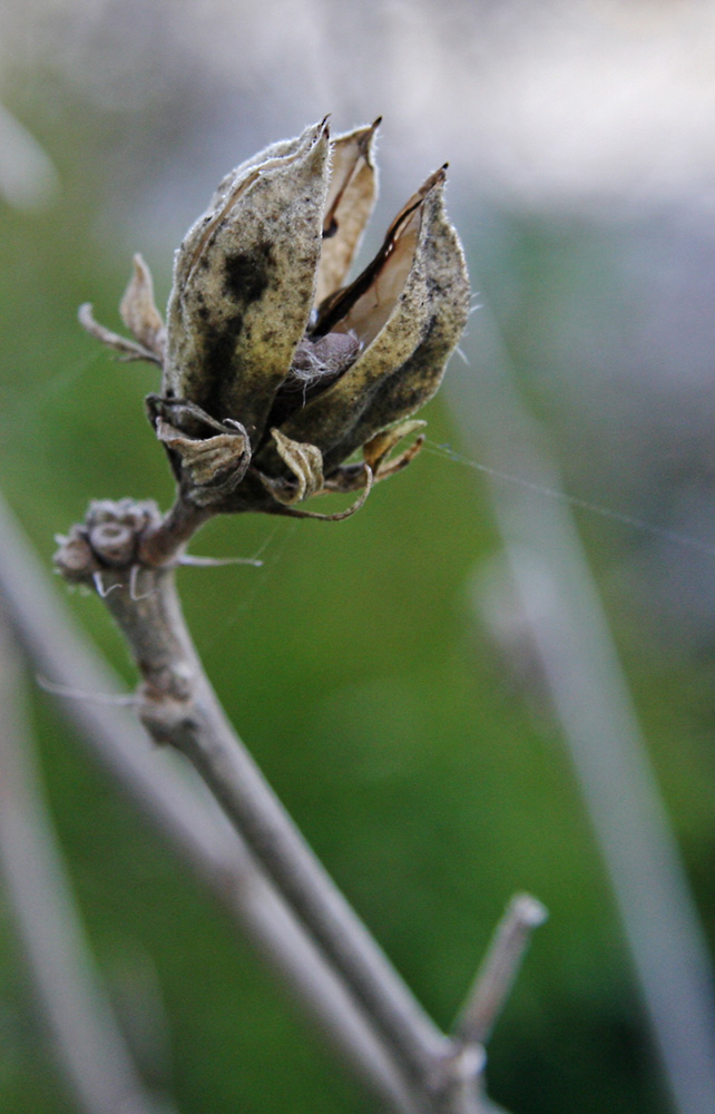 photo "predator" tags: landscape, nature, flowers, spring
