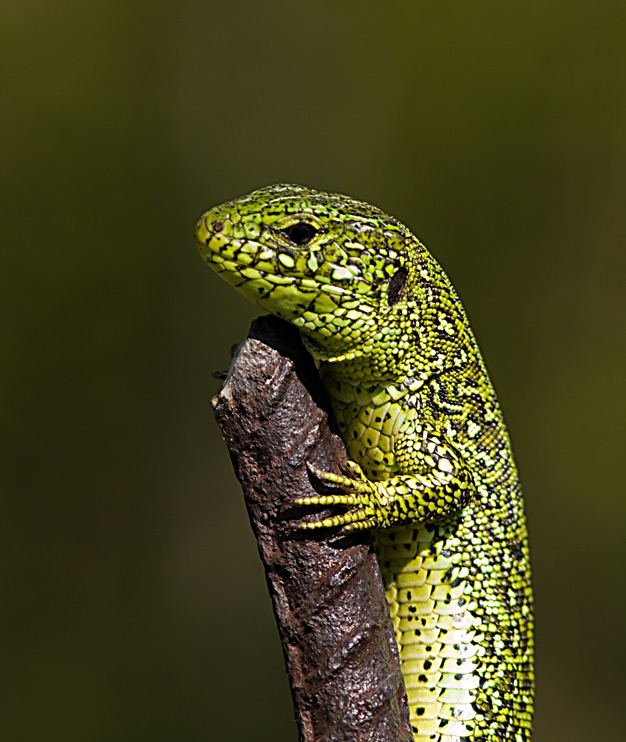 photo "***" tags: portrait, nature, wild animals