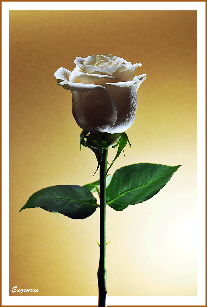 фото "Simply rose" метки: природа, домашние животные, цветы