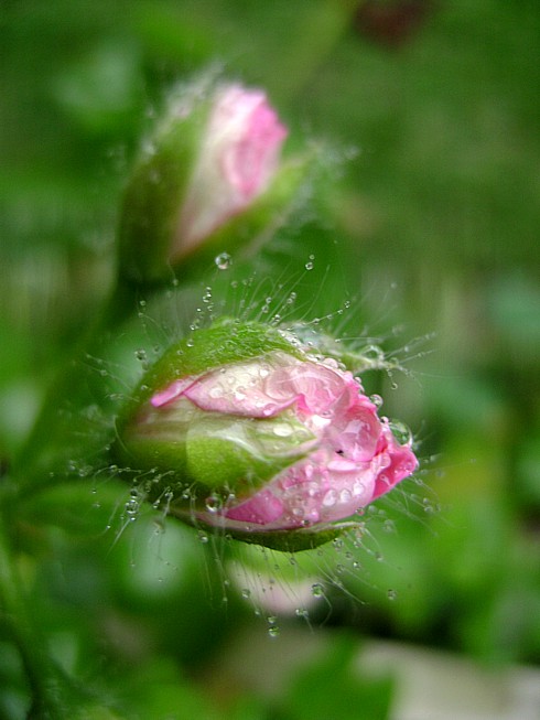 photo "***" tags: nature, flowers