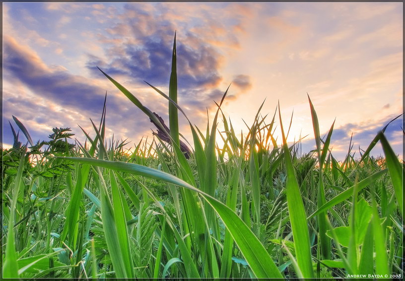 фото "The grass is shininng." метки: пейзаж, макро и крупный план, весна