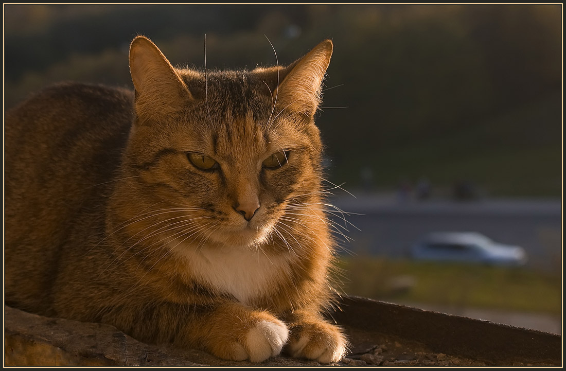 photo "Evening thoughts" tags: nature, pets/farm animals