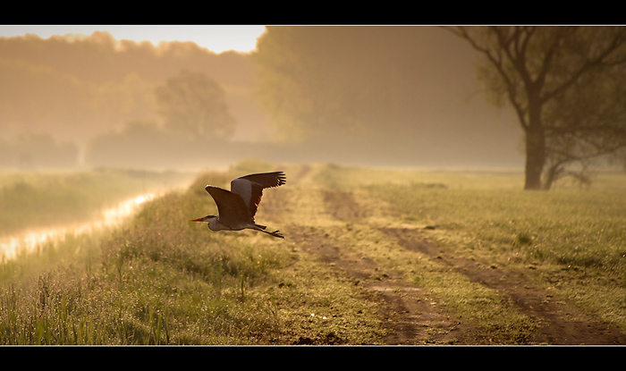 photo "***" tags: nature, wild animals