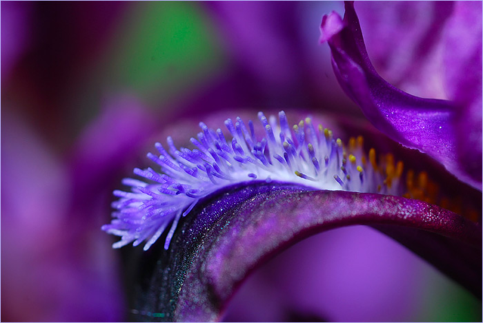 photo "***" tags: macro and close-up, nature, flowers