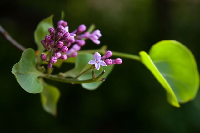 photo "***" tags: nature, flowers