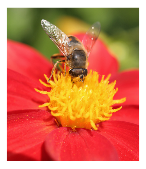 photo "not bird..." tags: nature, macro and close-up, insect