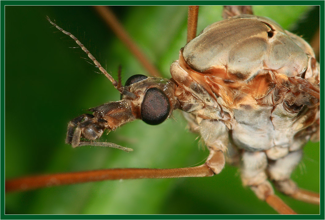photo "Portrait of the midge" tags: macro and close-up, 