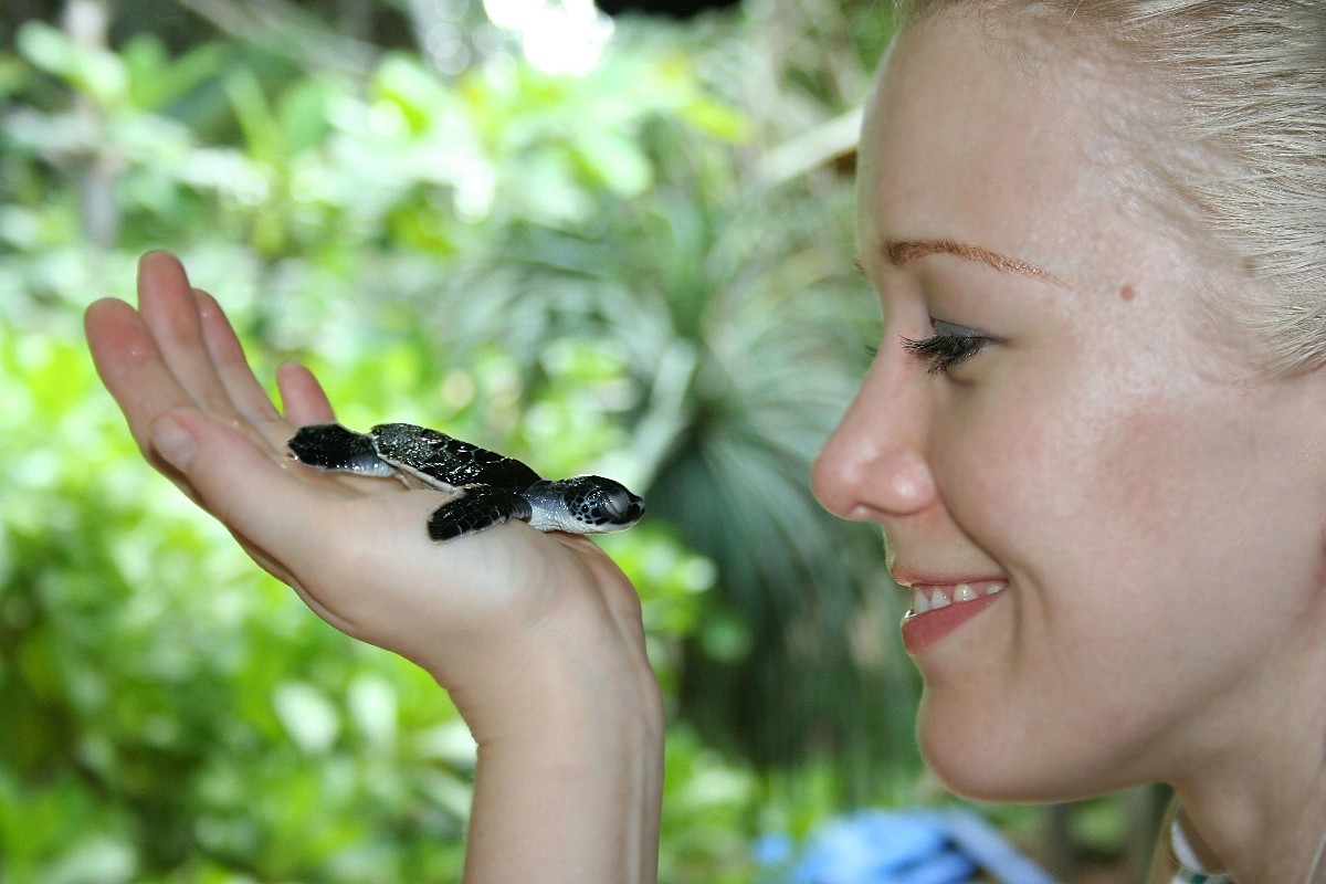 photo "New Born Turtle" tags: , 