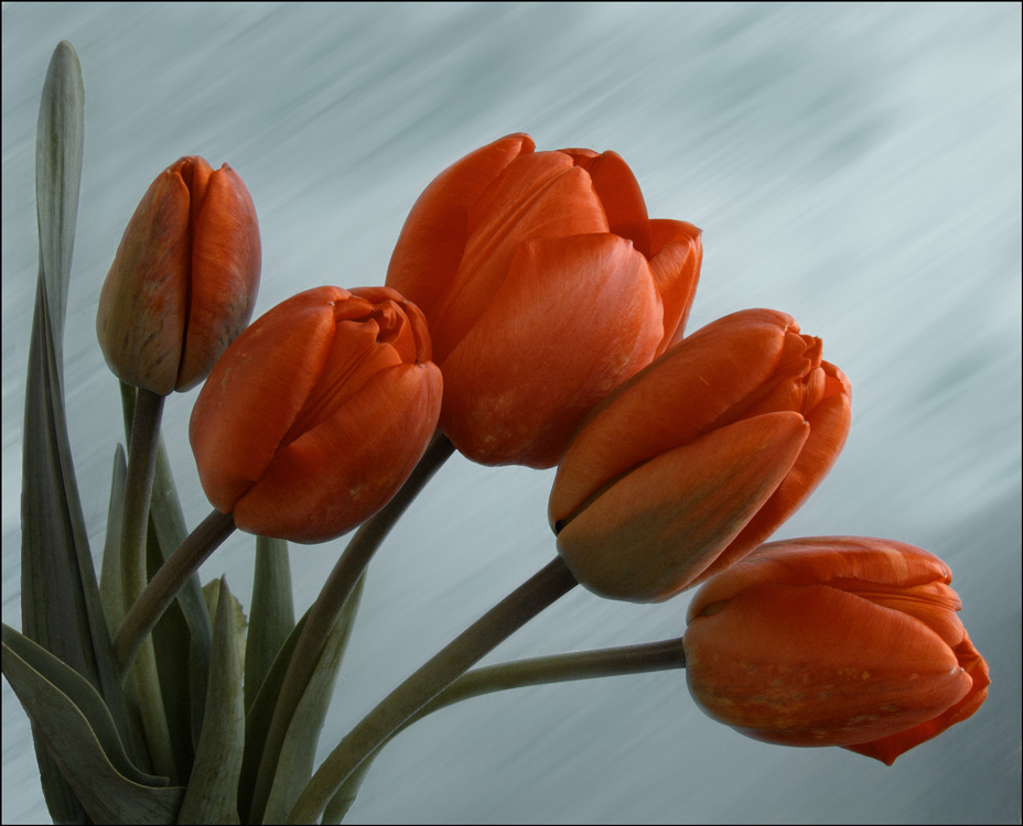 фото "(*****" метки: природа, цветы