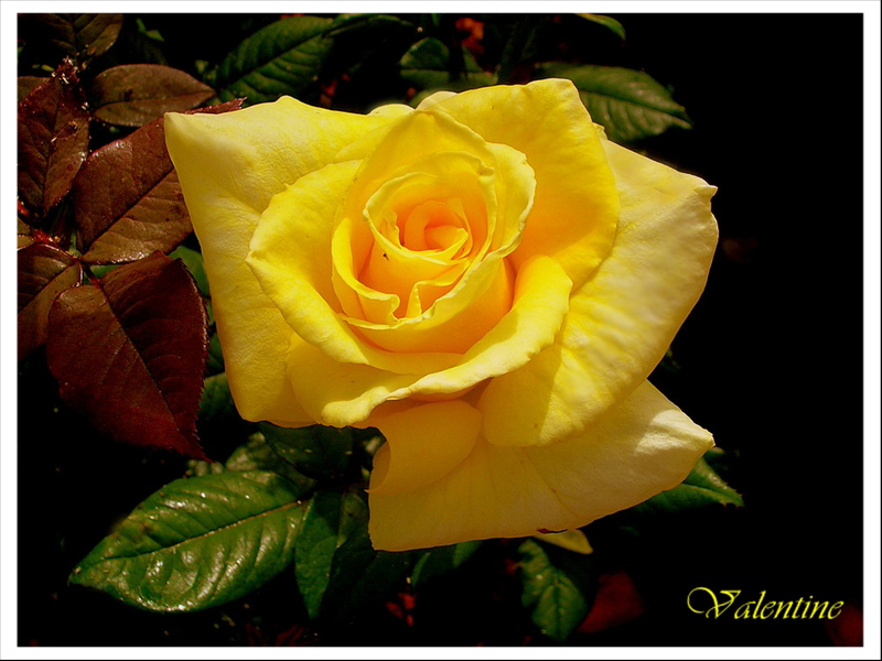 фото "Yellow rose" метки: природа, цветы