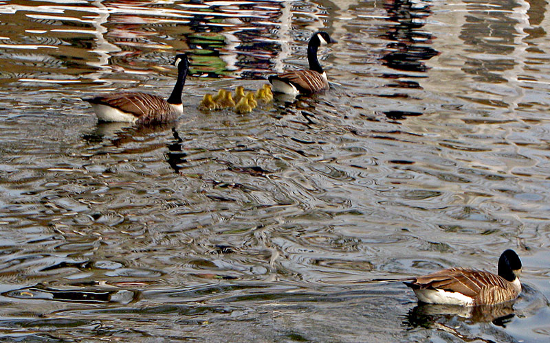 photo "The family" tags: nature, pets/farm animals