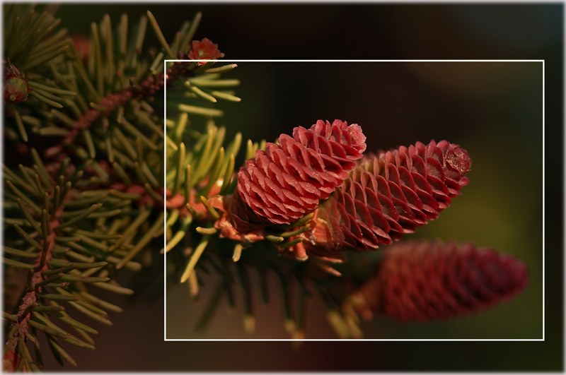 фото "когда цветут ели..." метки: природа, пейзаж, весна, цветы