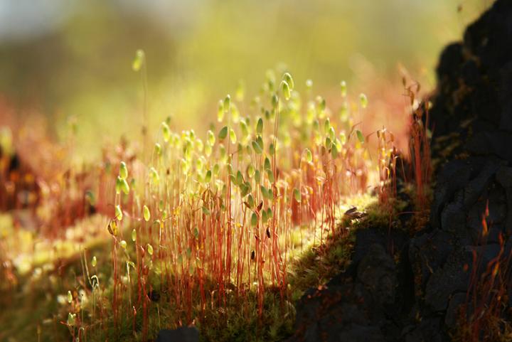 photo "***" tags: macro and close-up, landscape, spring