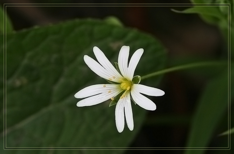 photo "Again spring has come..." tags: nature, macro and close-up, flowers