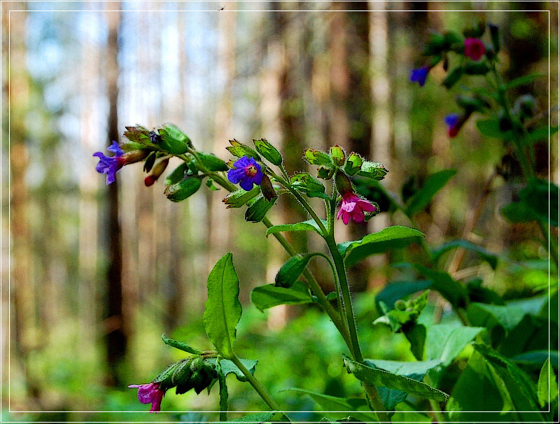 photo "***" tags: landscape, spring