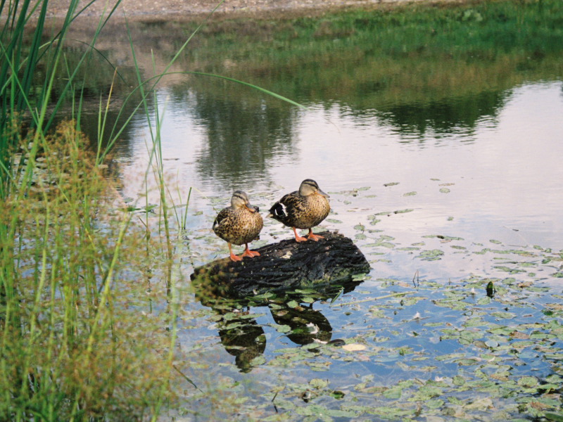 photo "***" tags: nature, wild animals