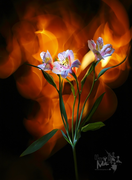 фото "0414 ("Светографика - Эскизы")" метки: натюрморт, природа, цветы
