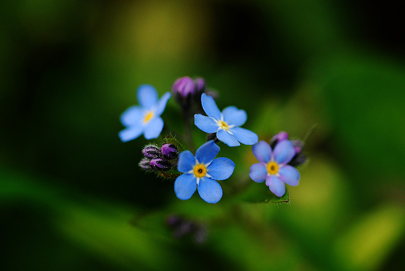 photo "***" tags: nature, macro and close-up, flowers