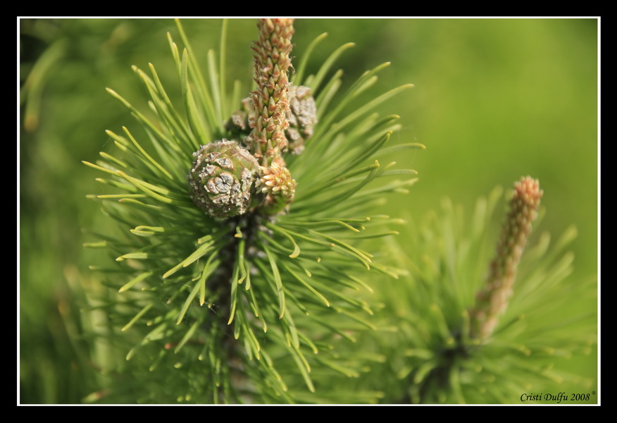 фото "Pine cone" метки: пейзаж, весна, лес