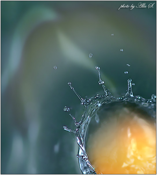 photo "***" tags: macro and close-up, 