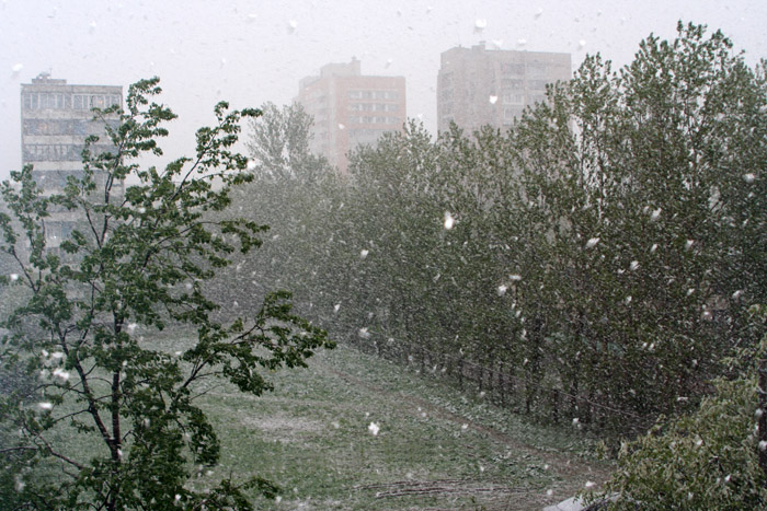 photo "a May day snowstorm" tags: landscape, spring
