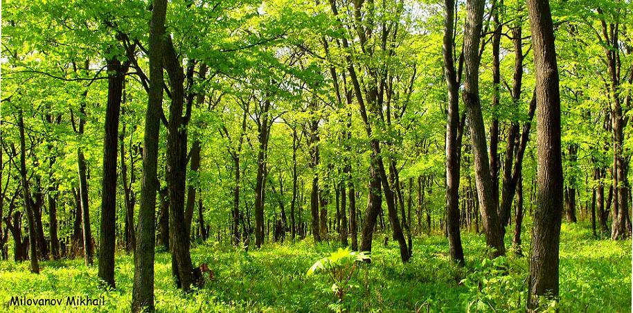 photo "***" tags: landscape, forest, spring