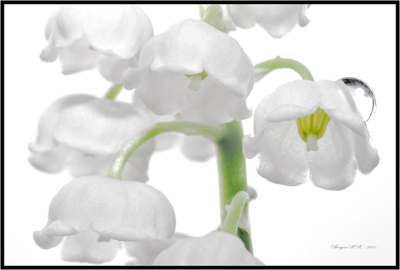 фото "Нежный Ландыш" метки: природа, цветы