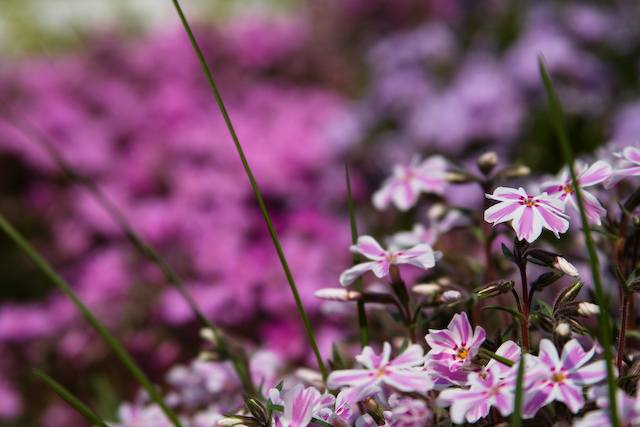 photo "***" tags: nature, flowers