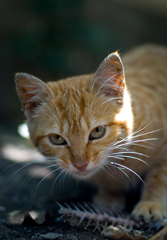 photo "lunch" tags: nature, pets/farm animals