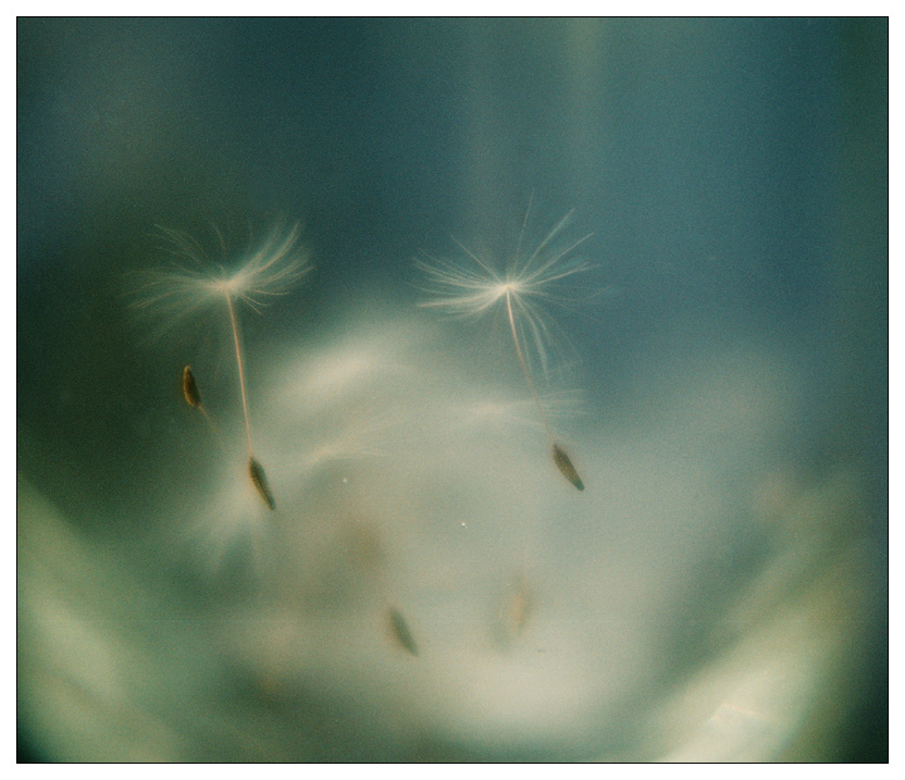 photo ".ballet dancing..." tags: nature, macro and close-up, flowers