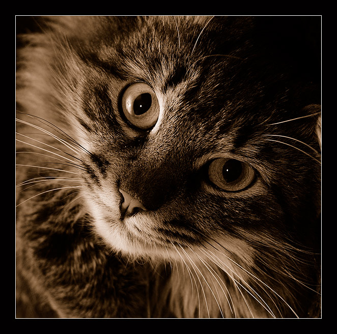 фото "***" метки: природа, домашние животные