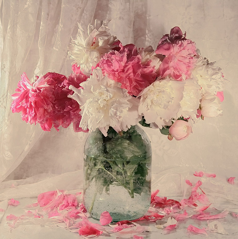 photo "пион" tags: still life, 