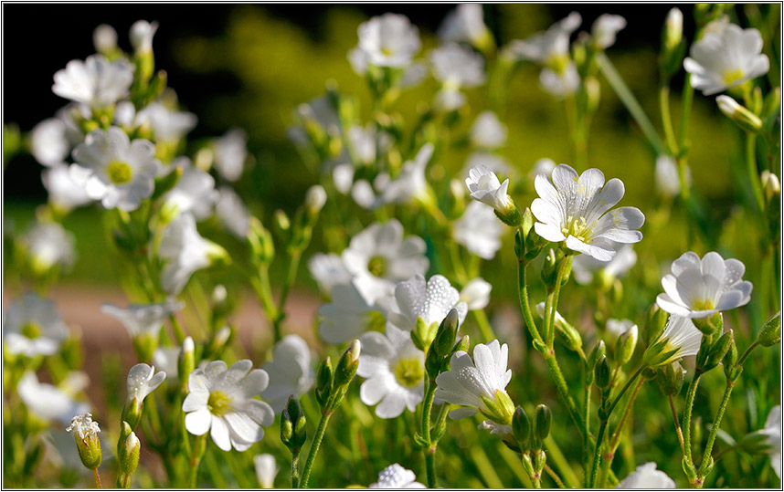 photo "Whites" tags: nature, macro and close-up, flowers