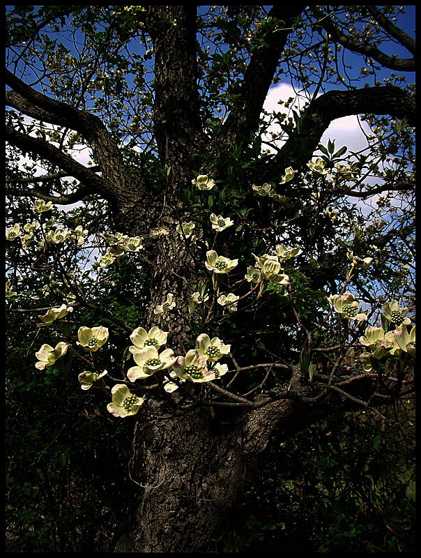 photo "Flowers" tags: nature, flowers