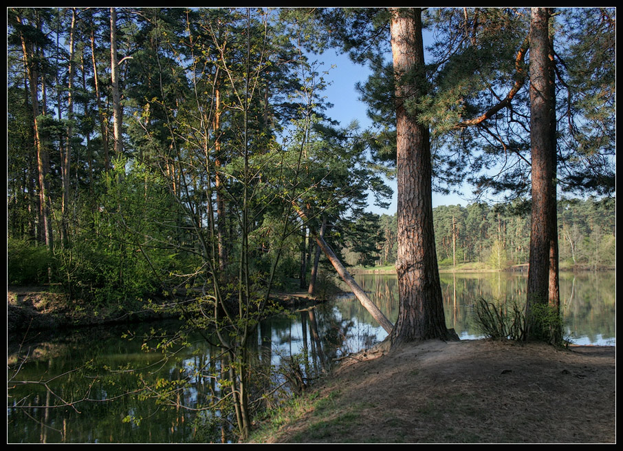 photo "good morning" tags: landscape, forest, water