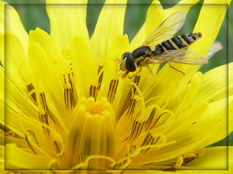 photo "honey" tags: nature, macro and close-up, insect