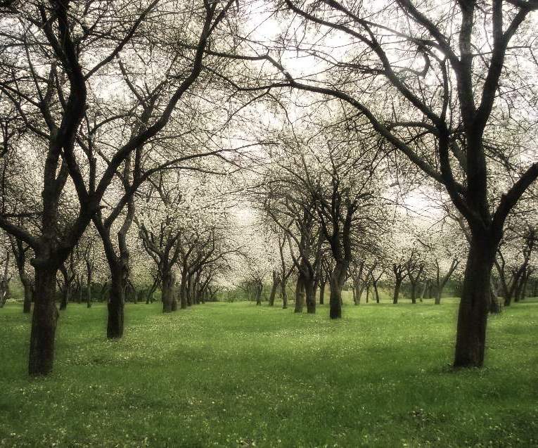 фото "Яблоневый сад" метки: природа, пейзаж, весна, цветы